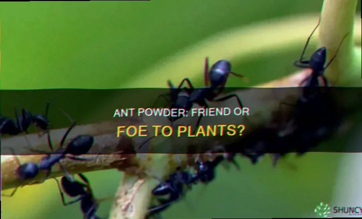 ant powder on plants