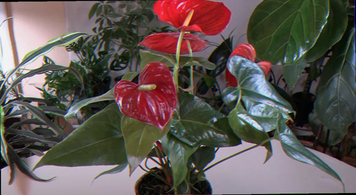anthurium how to look after