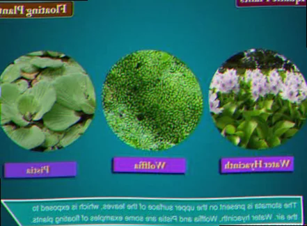 aquatic plants terrestrial plants