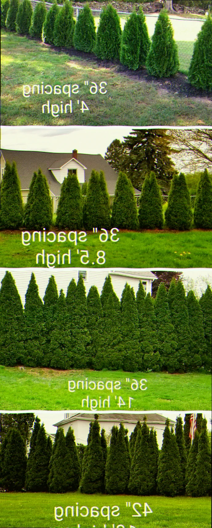 arborvitae how close to plant