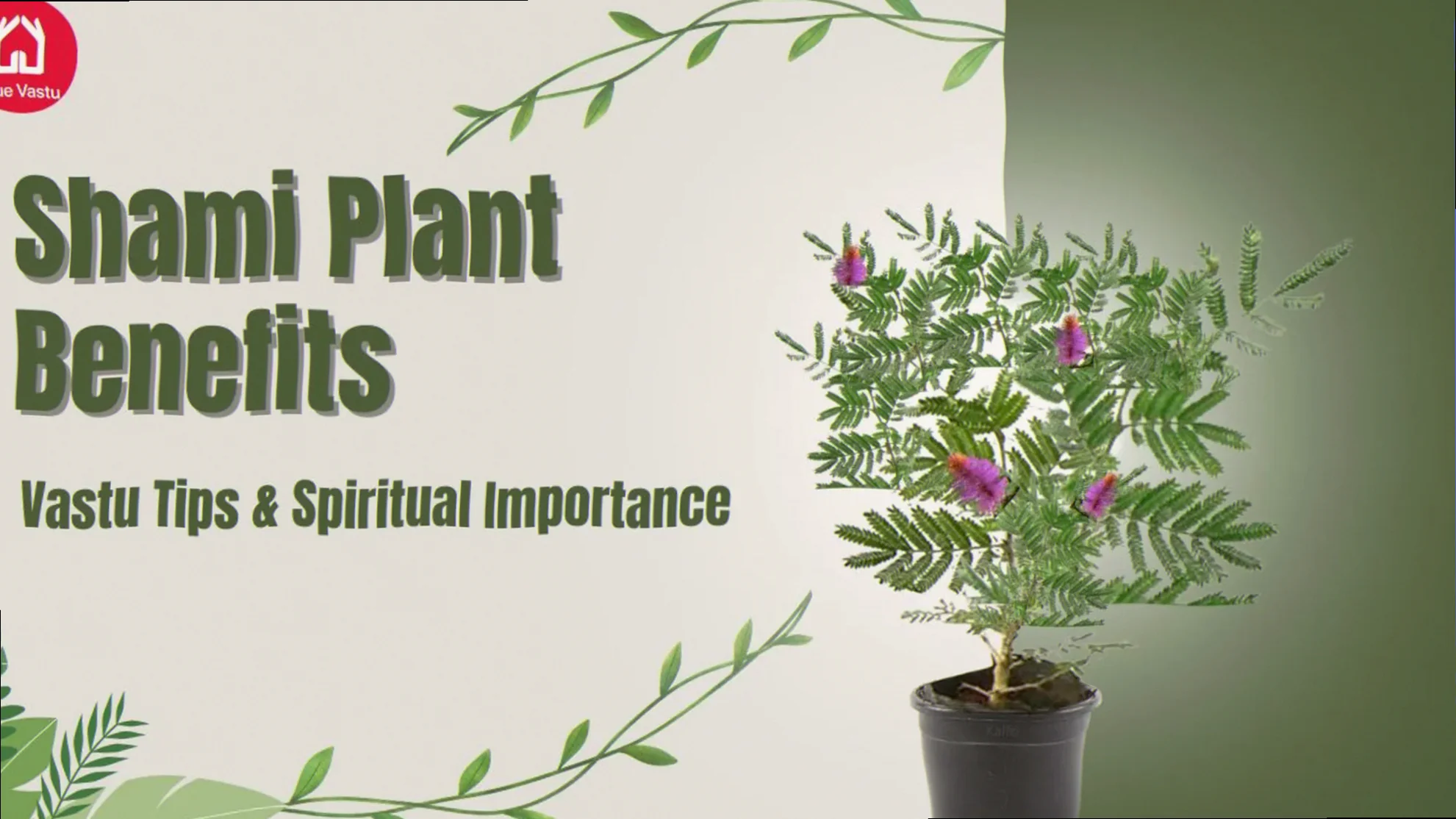 benefits of shami plant