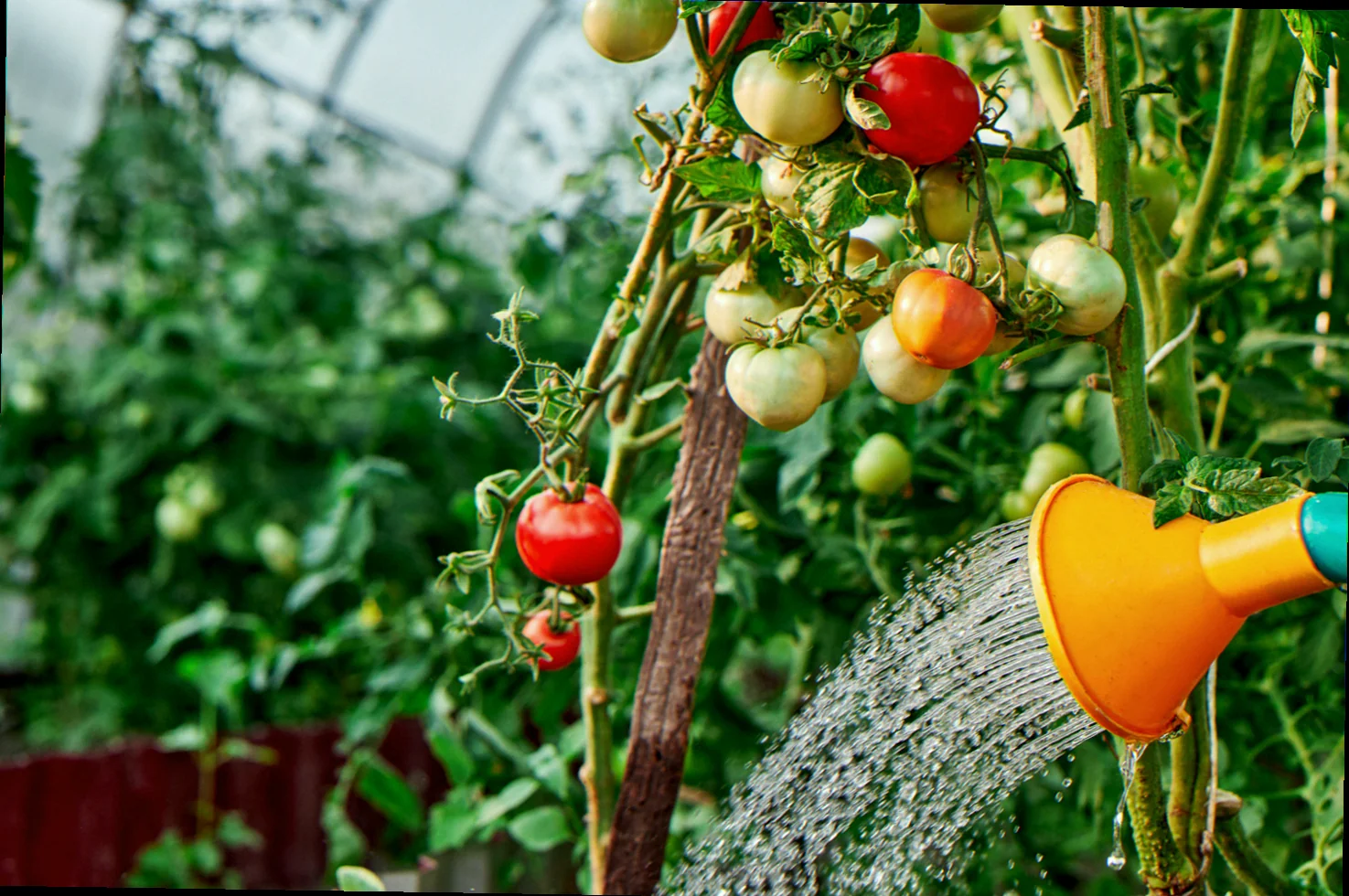 best way to water tomatoes