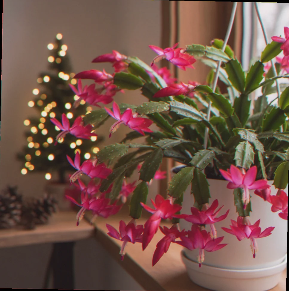 christmas cactus care light