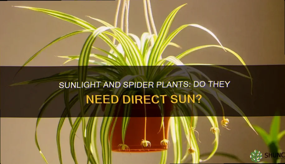 do spider plants like direct sunlight