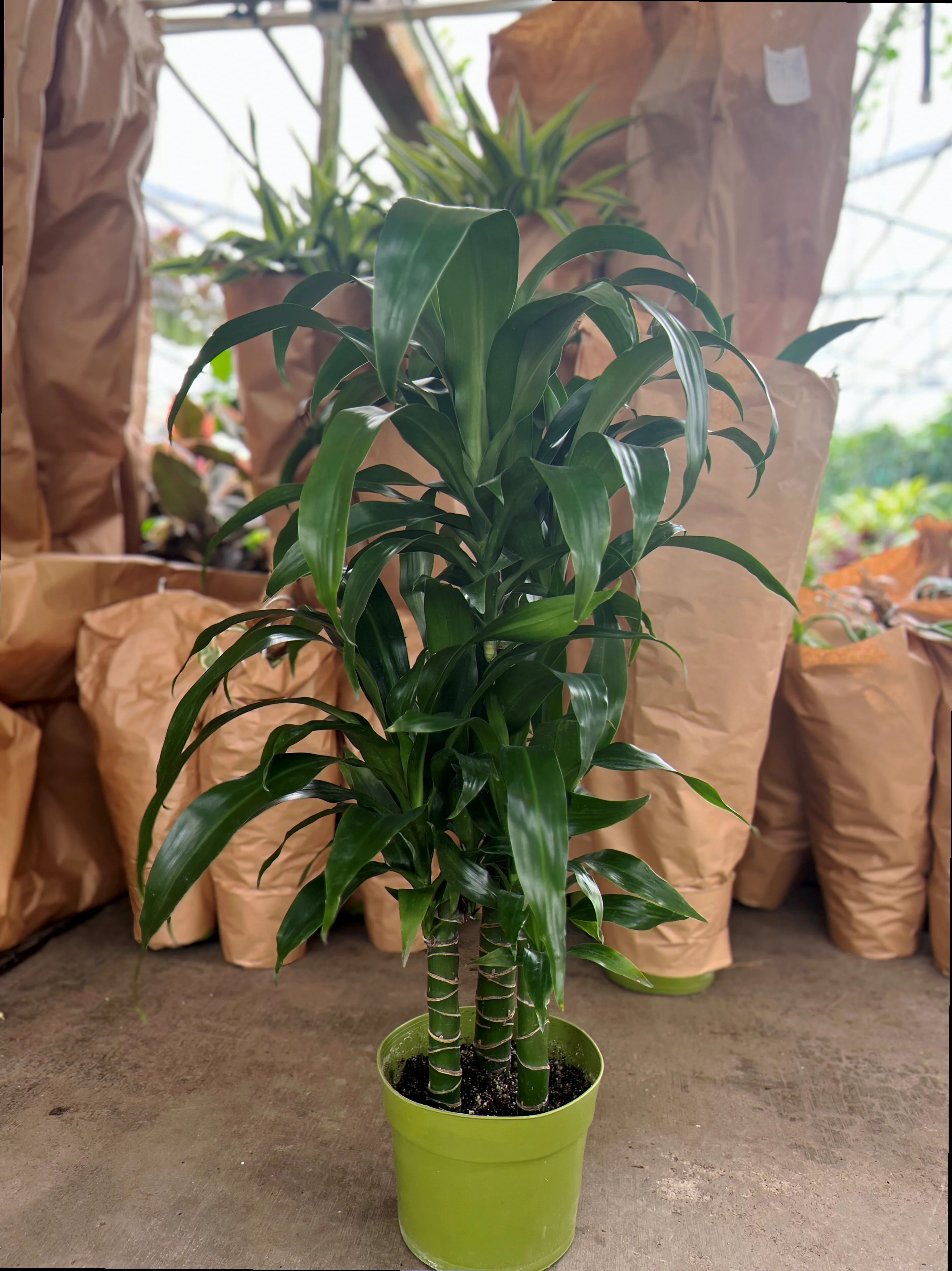dracaena black beauty