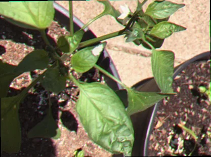 eggs on pepper plant leaves