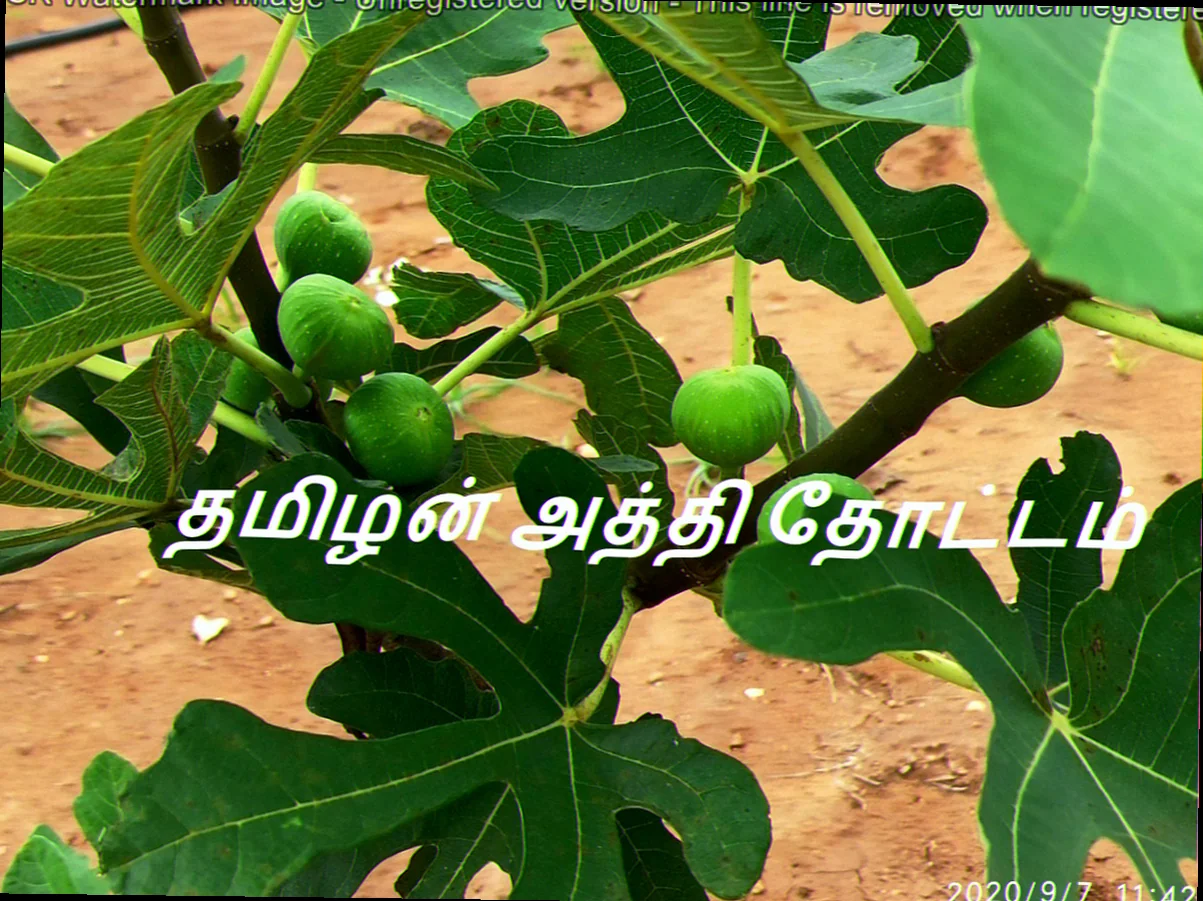 fig tree tamil meaning