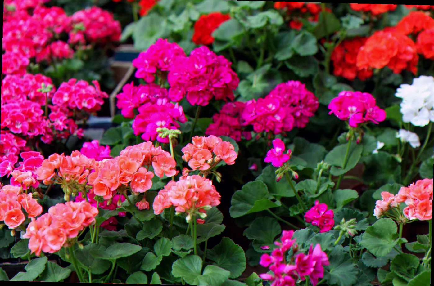 geranium planting guide
