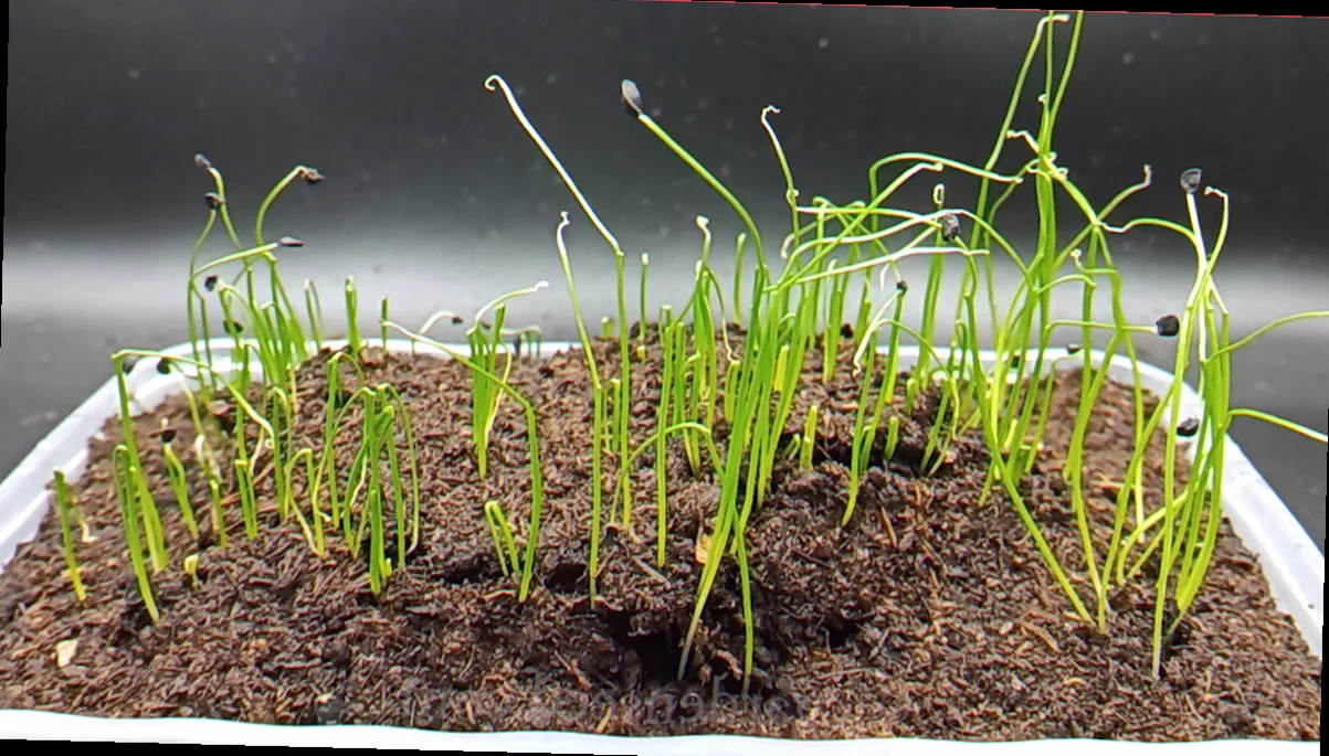 germination time chives