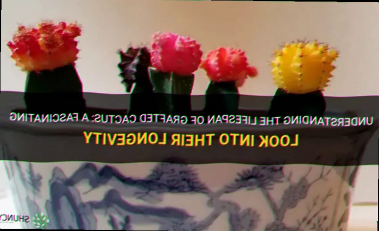 grafted cactus lifespan