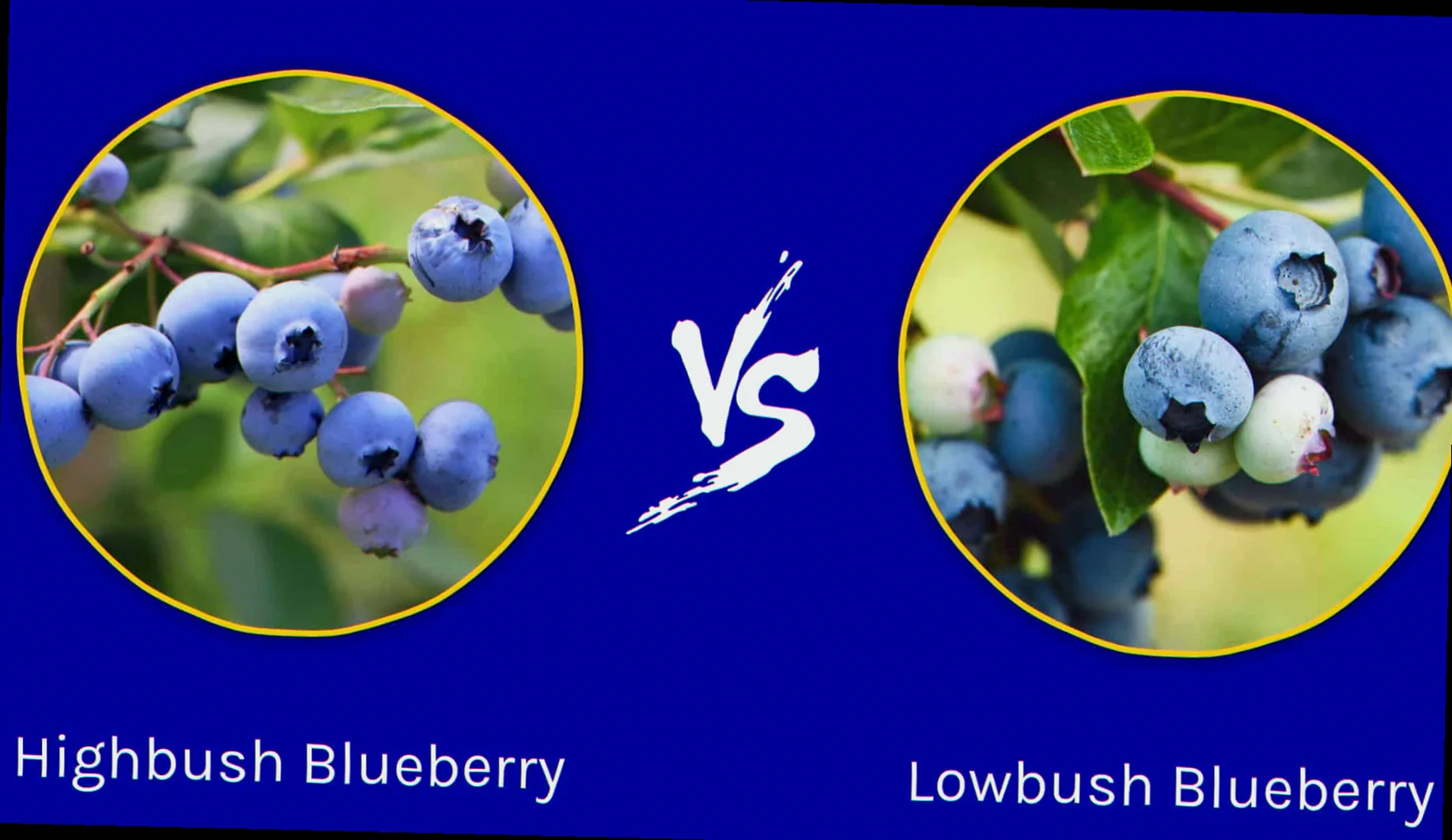 highbush and lowbush blueberries