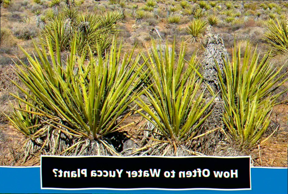 how often do i water yucca plant