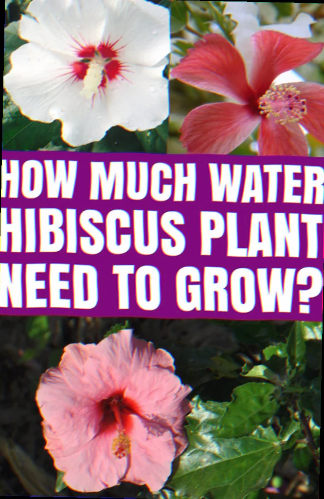 how often should you water hibiscus