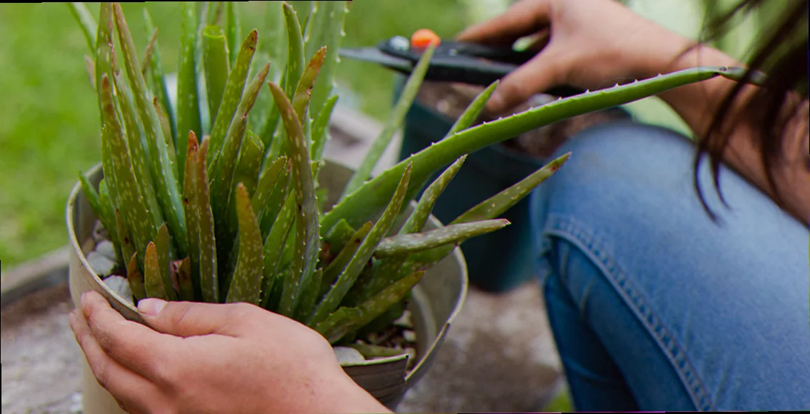 how to care for an aloe plant outdoors