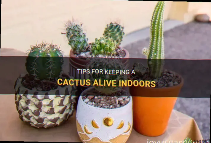 how to keep cactus alive indoors