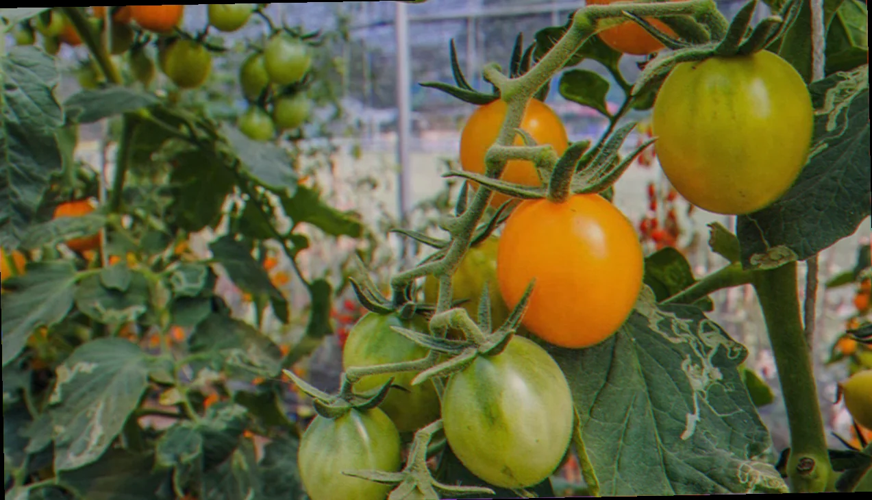 how to keep tomato plants alive all year
