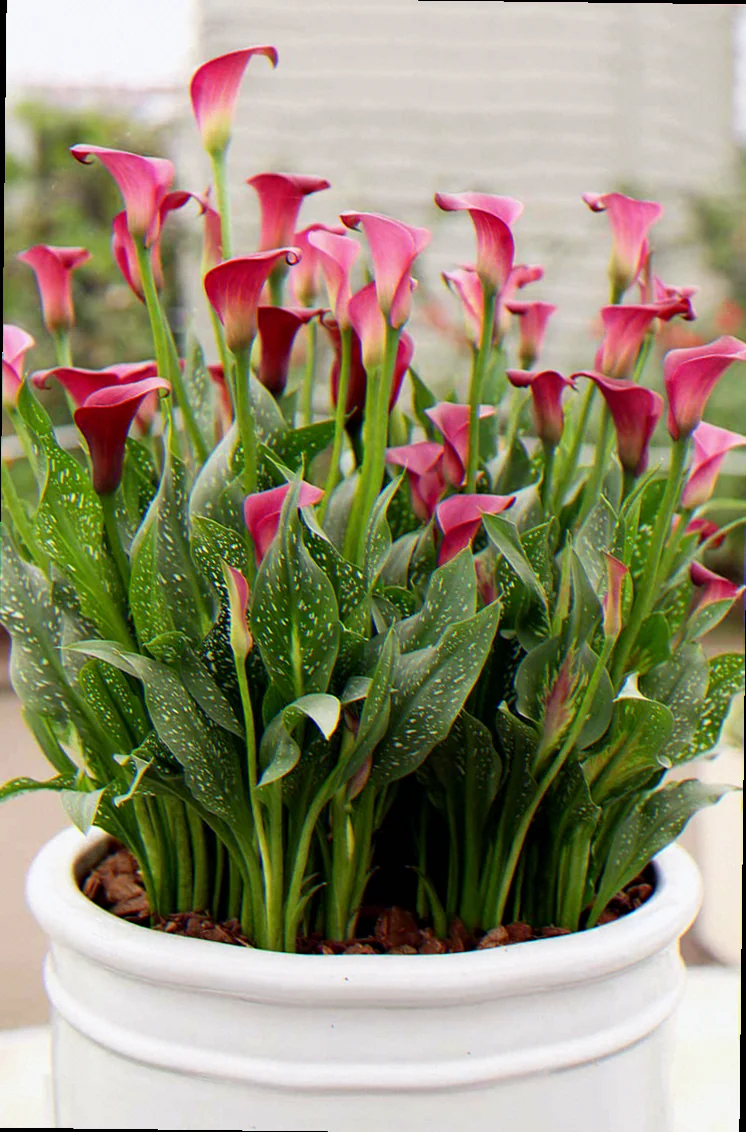 how to plant calla lilies in a container