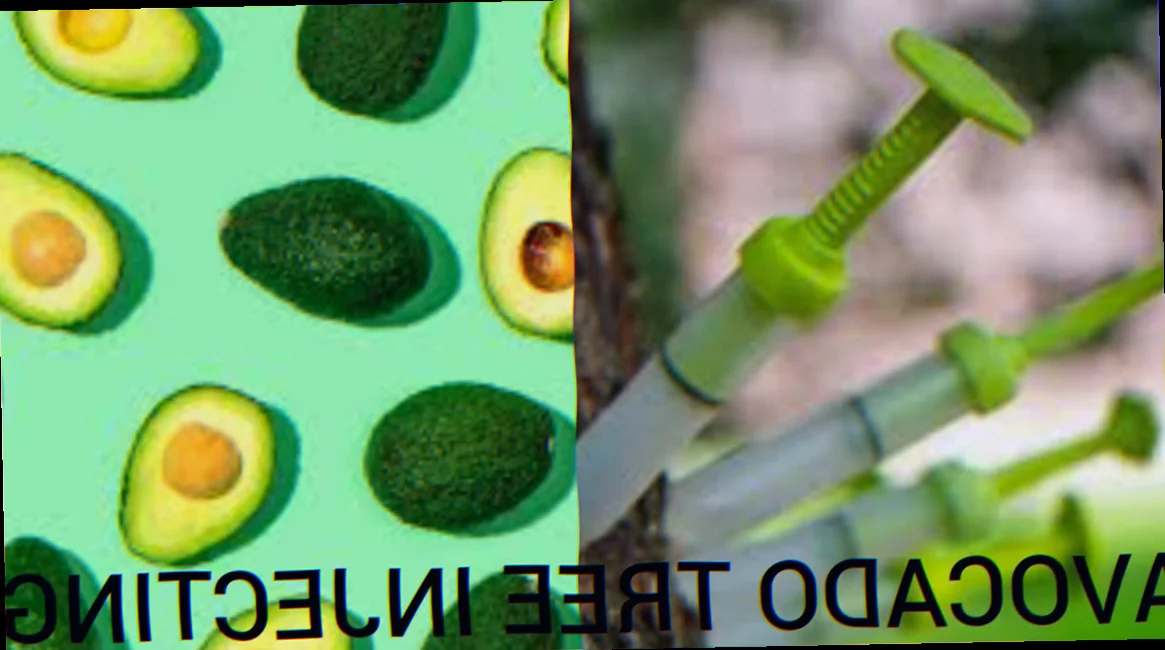 injecting avocado trees