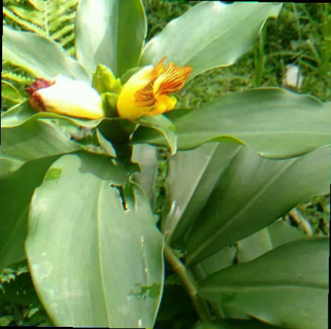insulin plant in bengali
