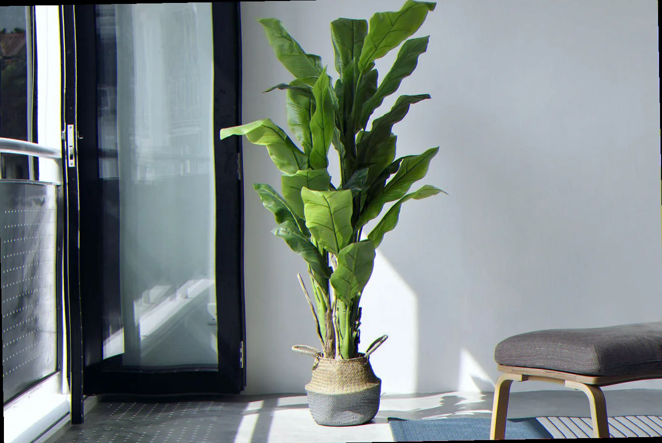 is palm plant indoor or outdoor