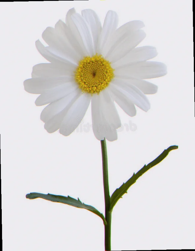 italian marguerite stem