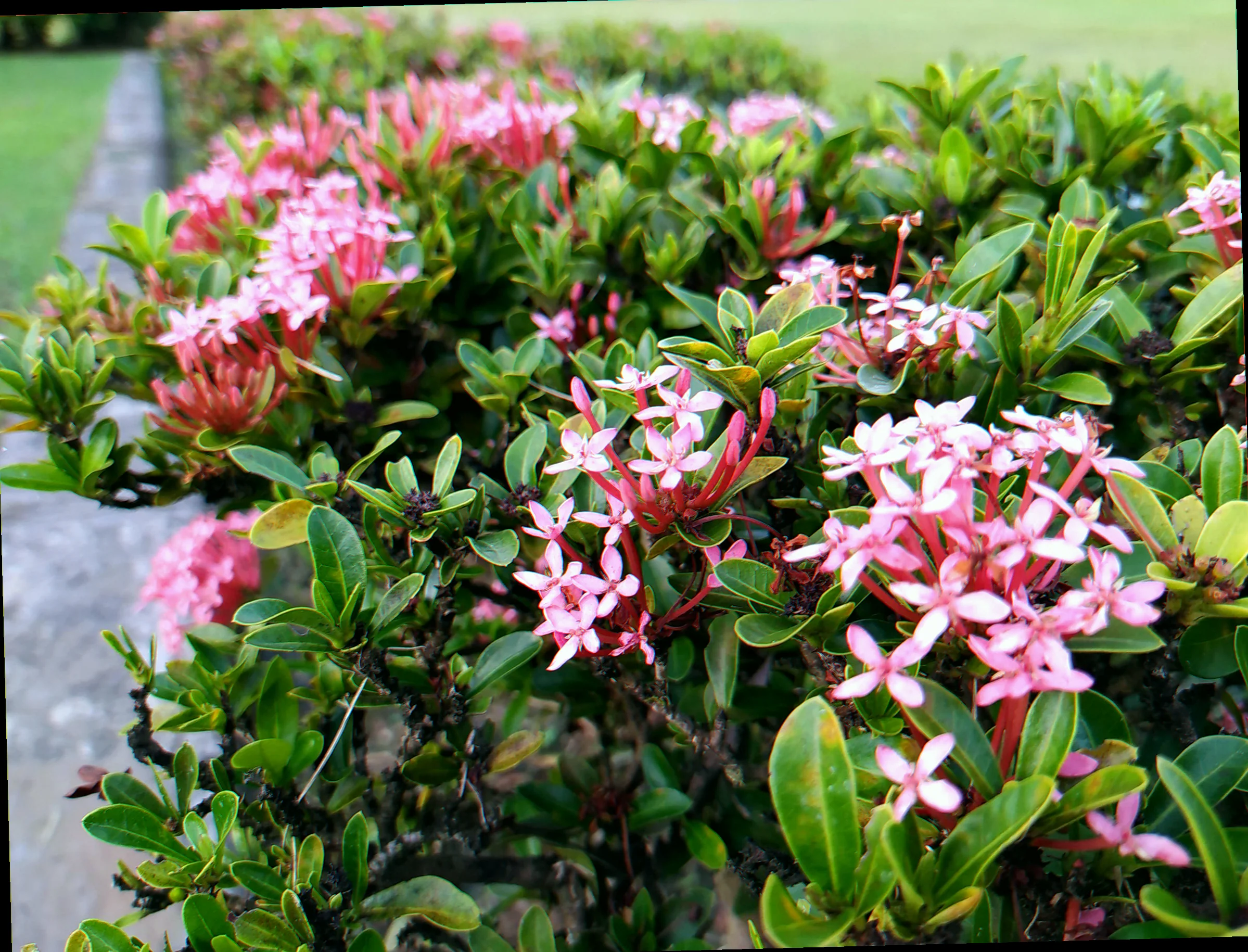 ixora chinensis pink