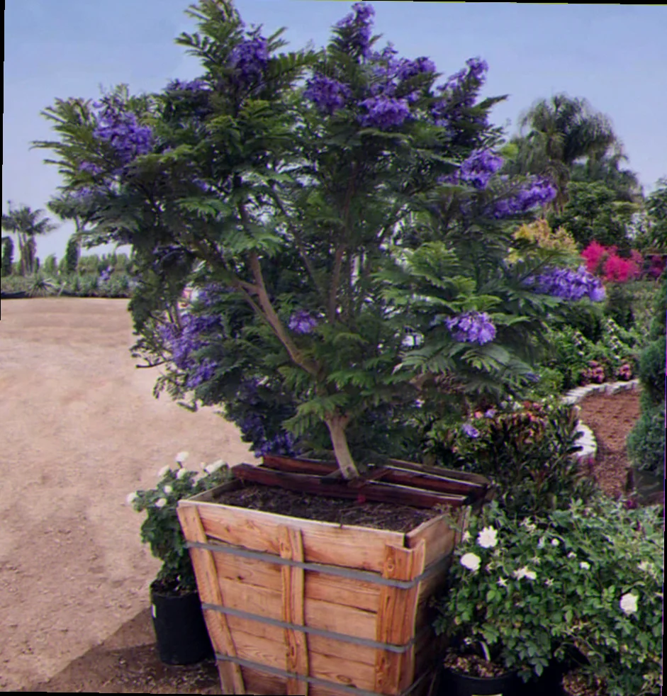 jacaranda bonsai blue bunnings