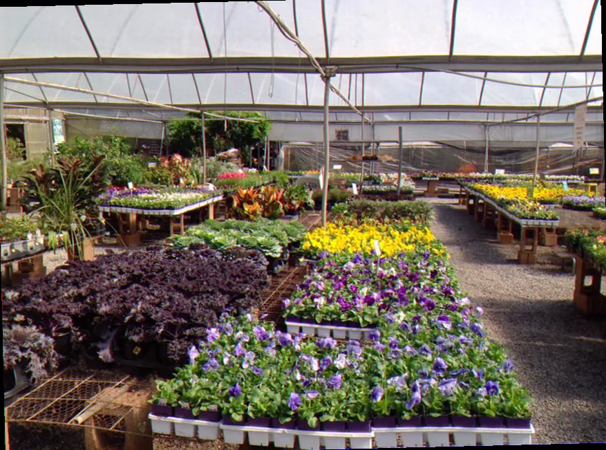 lex plant farm shreveport la