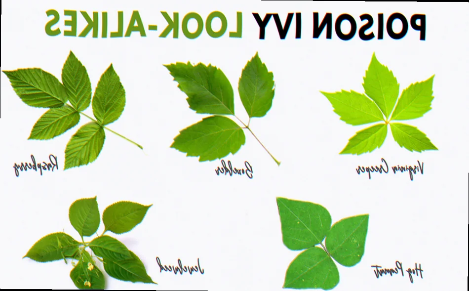 looks like poison ivy