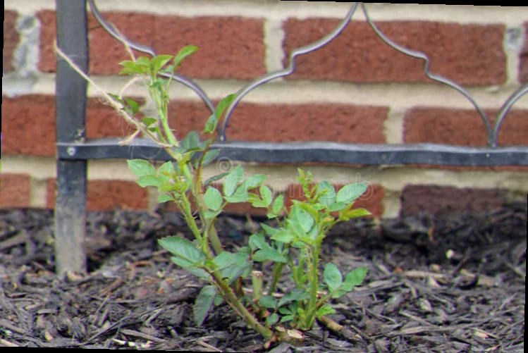 newly planted rose bush care