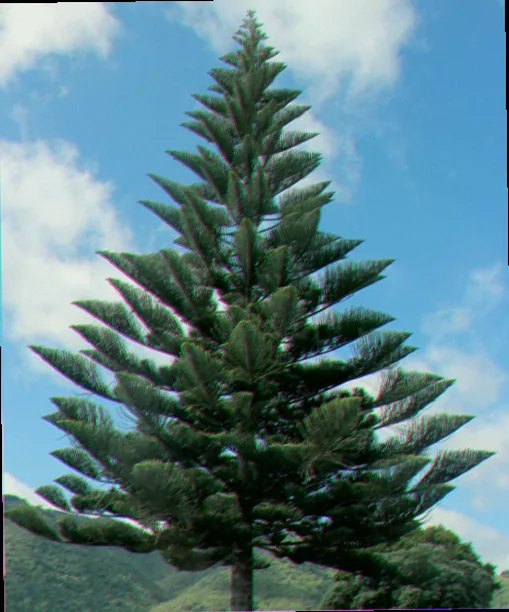 norfolk pine oahu