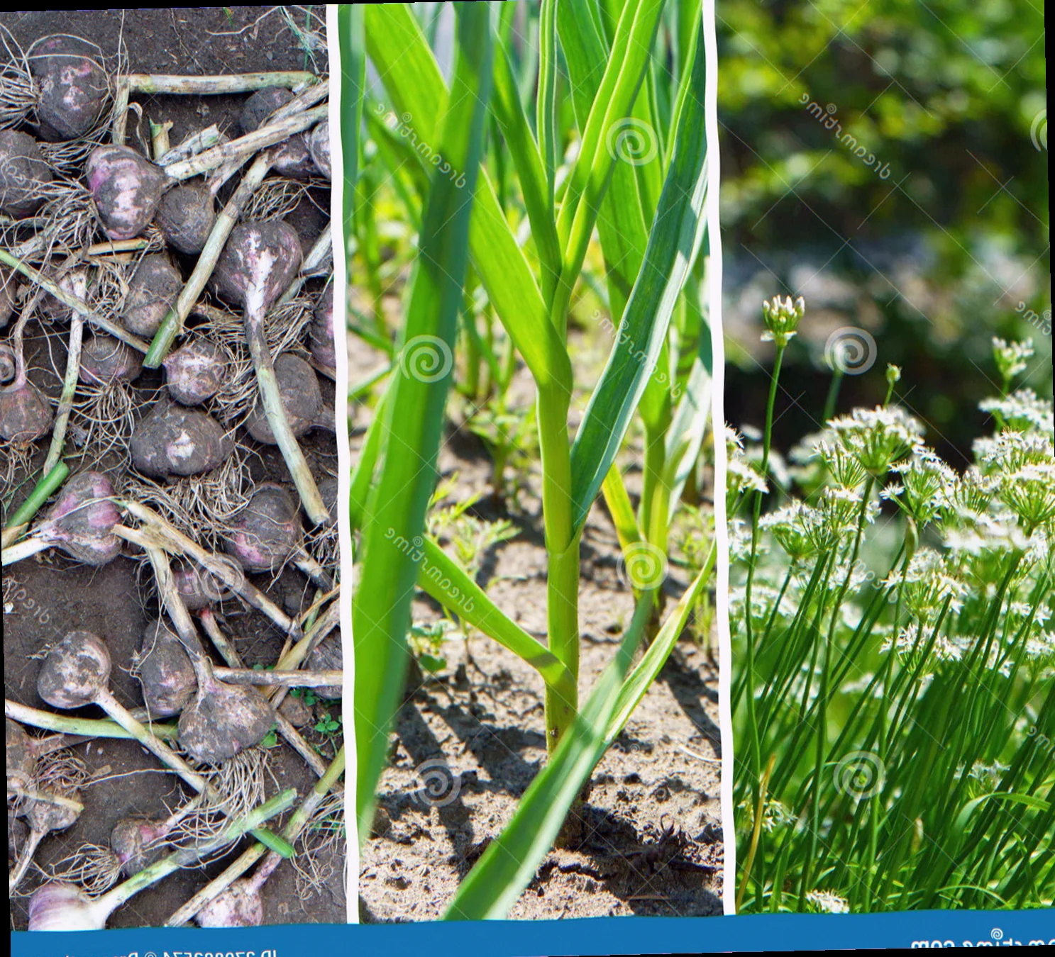 onion and garlic plants