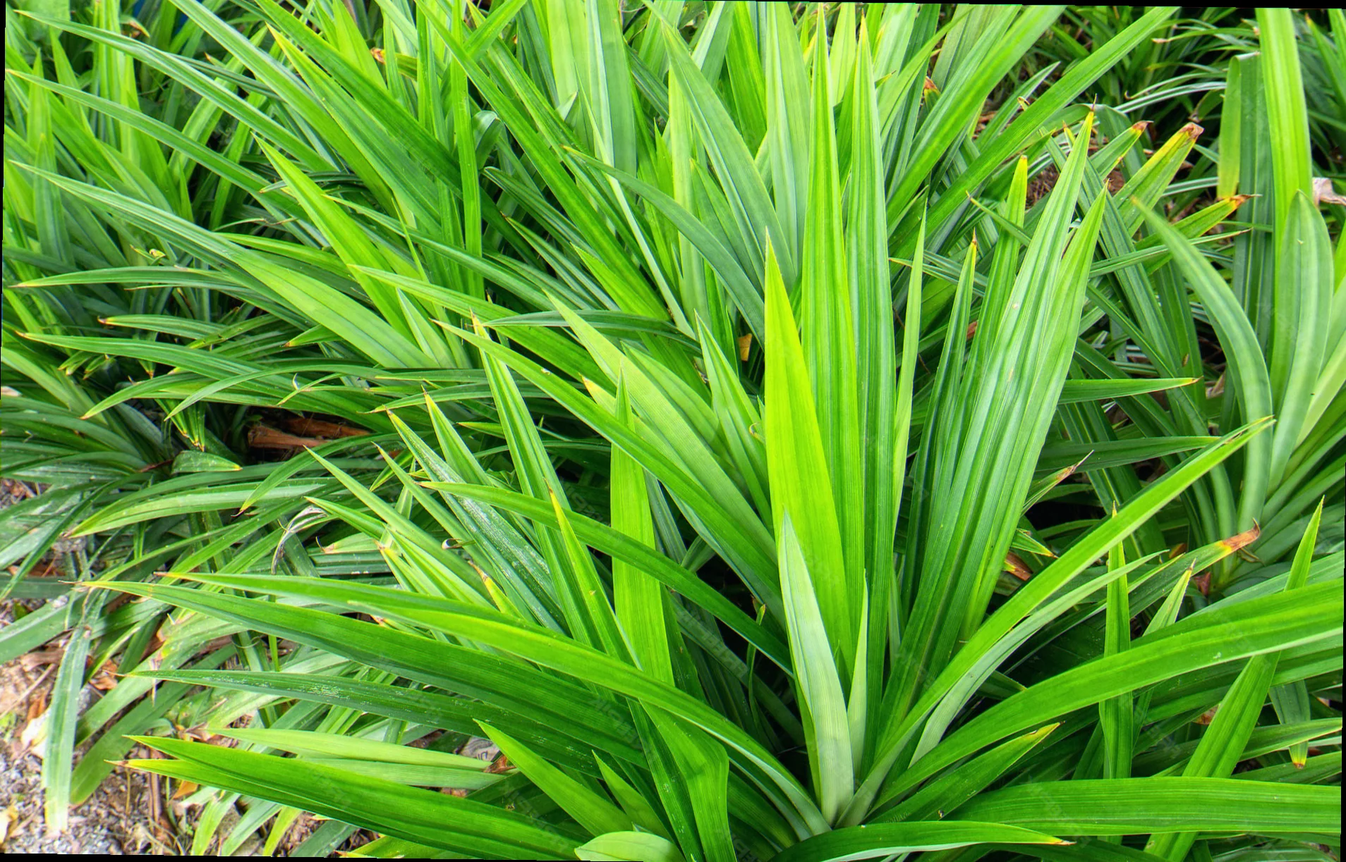 pandan scientific name