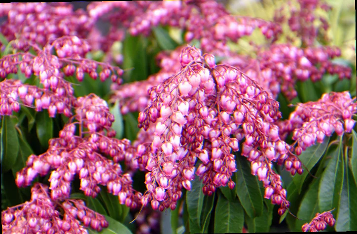 pieris japonica katsura care