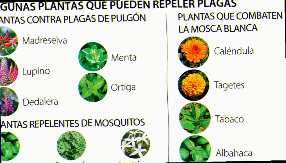 plantas para plagas