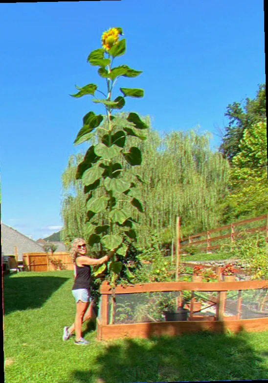 planting russian mammoth sunflowers