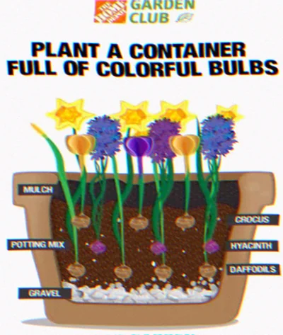 planting spring bulbs in layers