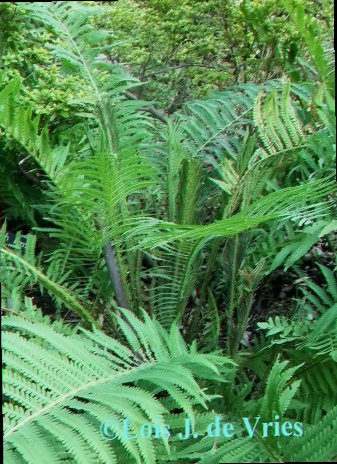 plants that like moist shady areas