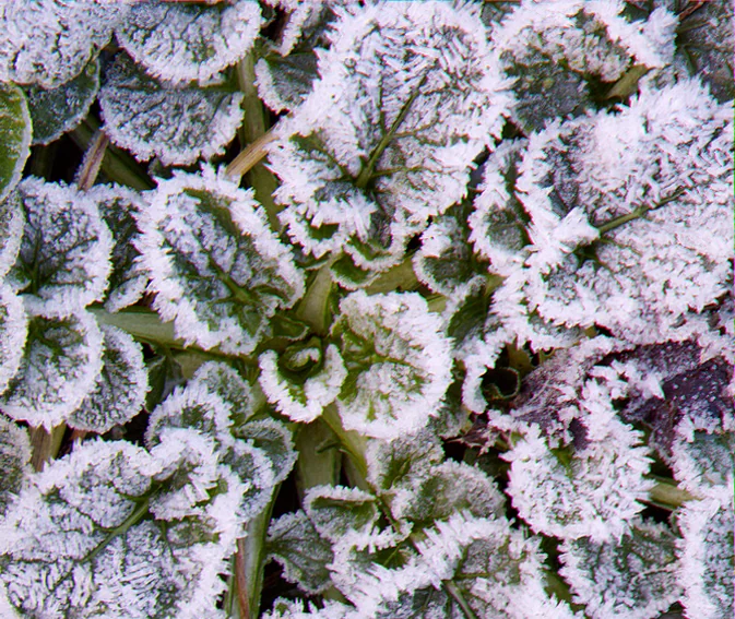 plants that look frosted