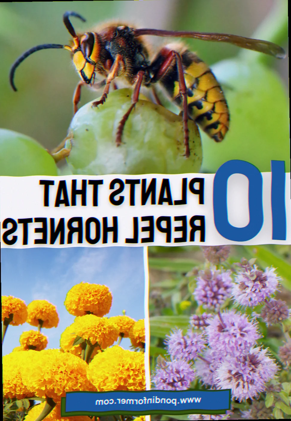 plants to repel hornets