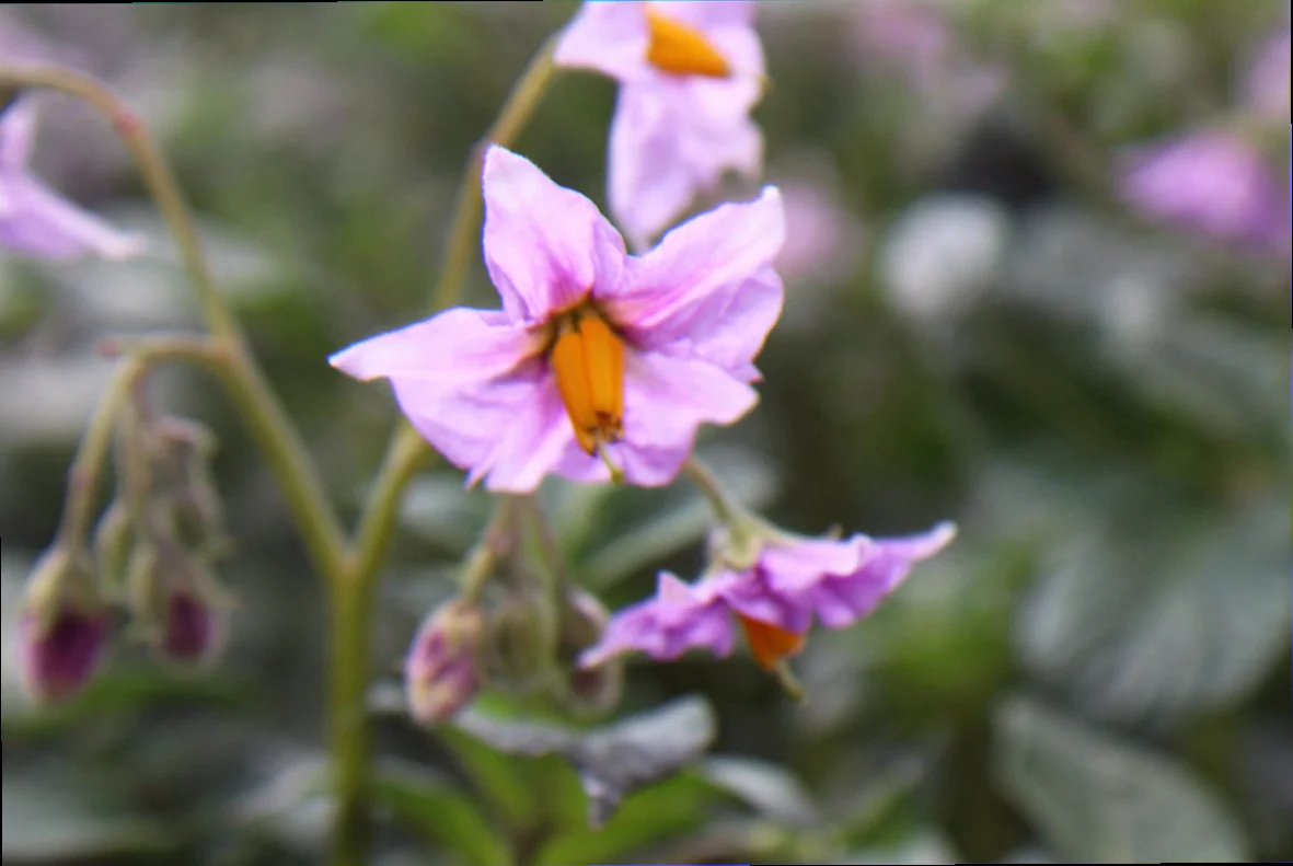 potato plant images hd