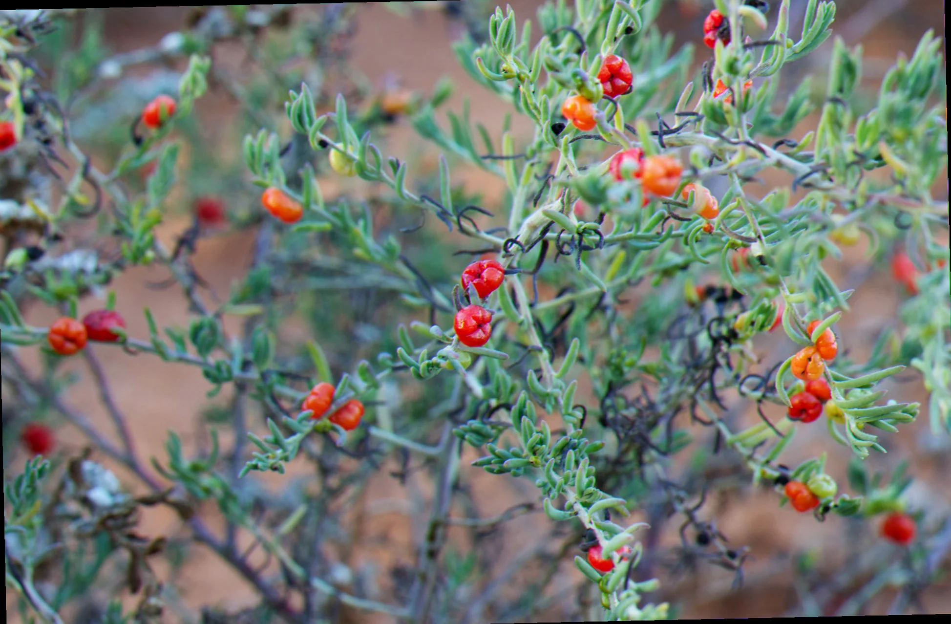 ruby saltbush bunnings