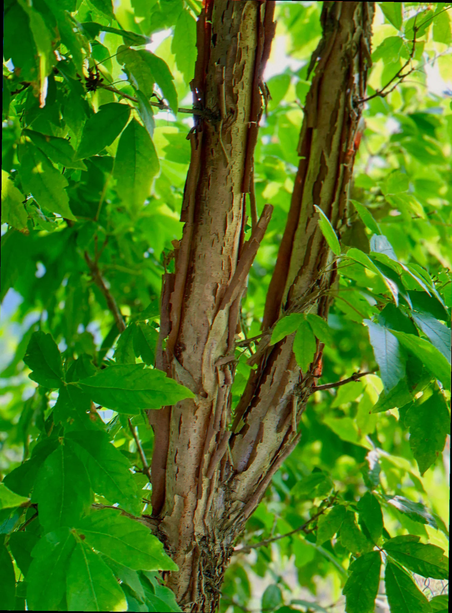 shaggy bark maple tree