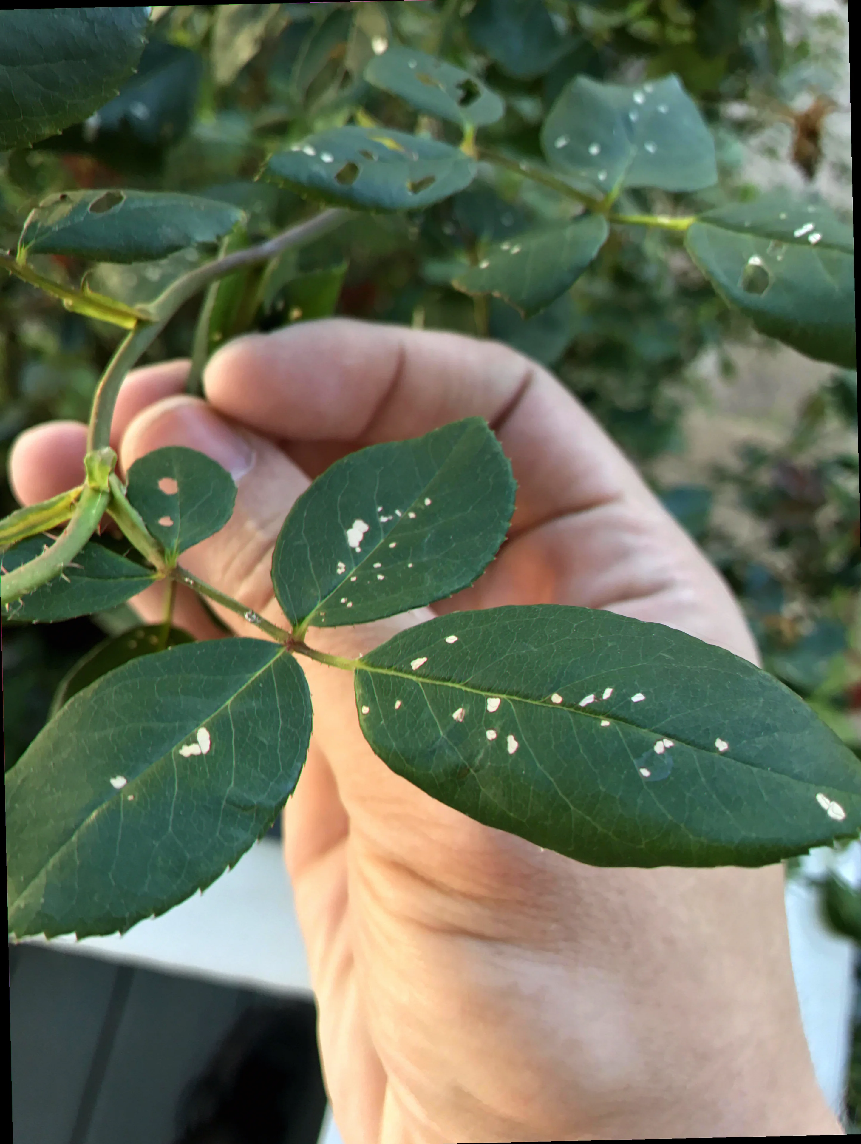 small white spots on plant leaves