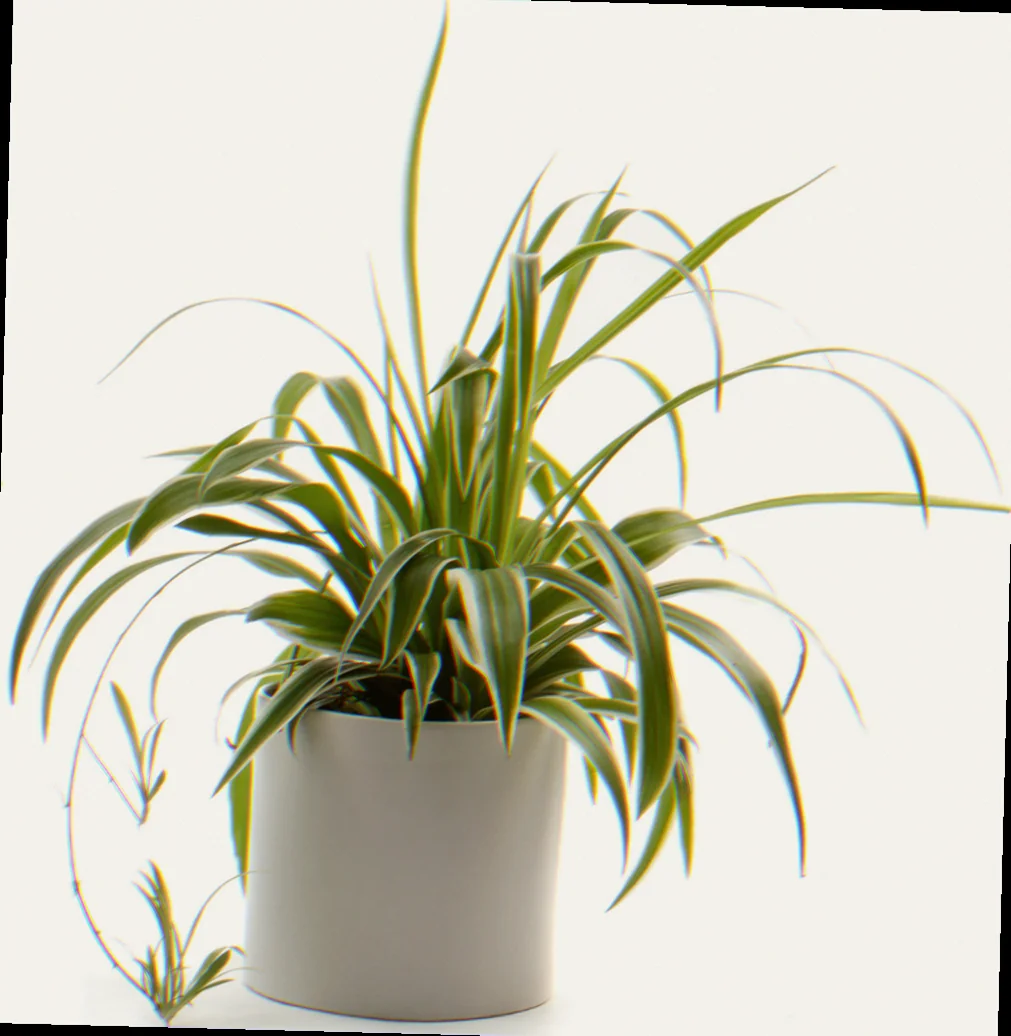spider plant size