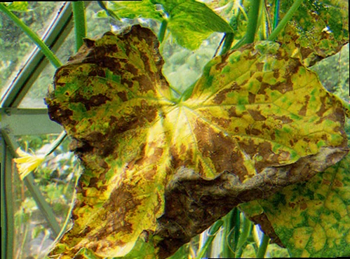 sygdom i agurkeplanter