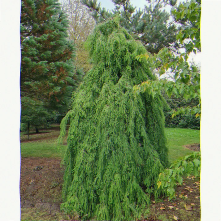 taxodium distichum cascade falls