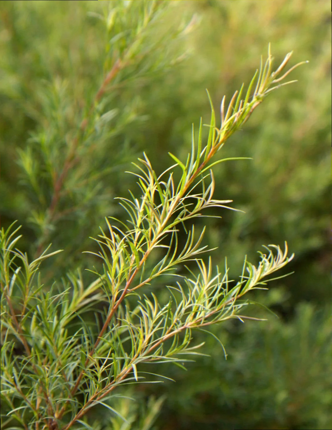 tea tree plant growing conditions