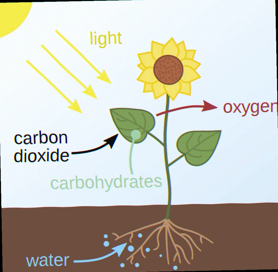 the plants need solar energy for