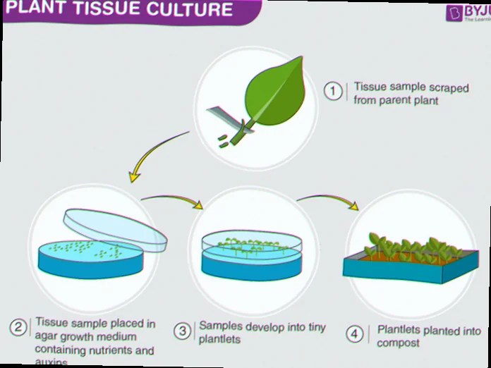 what is tissue culture in biotechnology